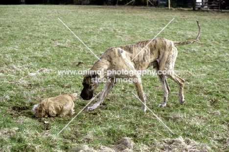 norfolk terrier and great dane, ch picanbil pericles, investigating