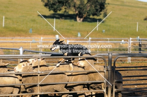 kelpie australian working champion on back of sheep