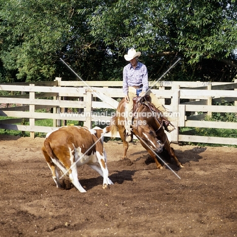 quarter horse and rider cutting cattle