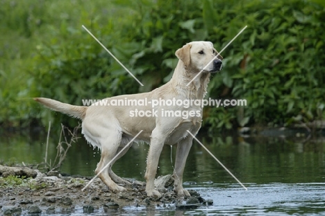 Labrador near river side