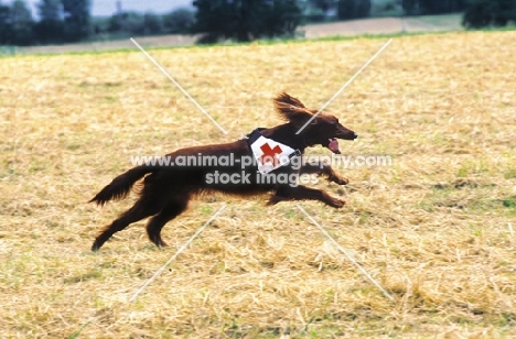 rescue dog running