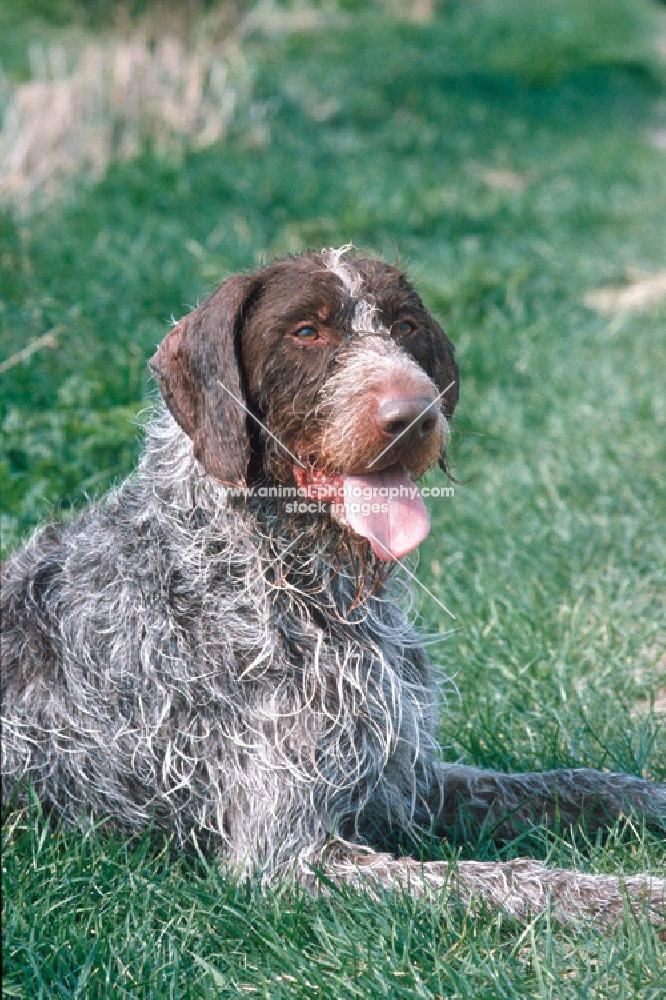 german wirehaired pointer