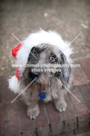 terrier mix wearing santa hat