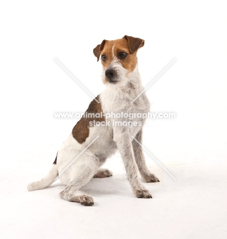 jack Russell Terrier on white background