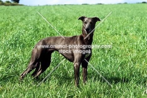 lurcher standing proudly in field
