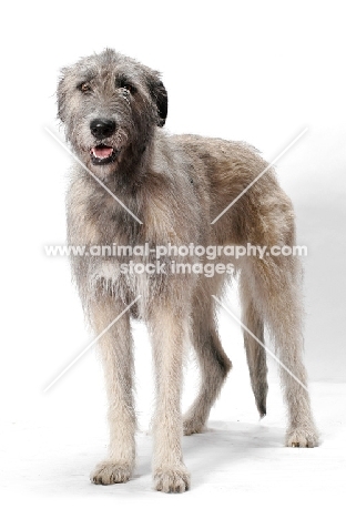 cream Irish Wolfound standing in studio