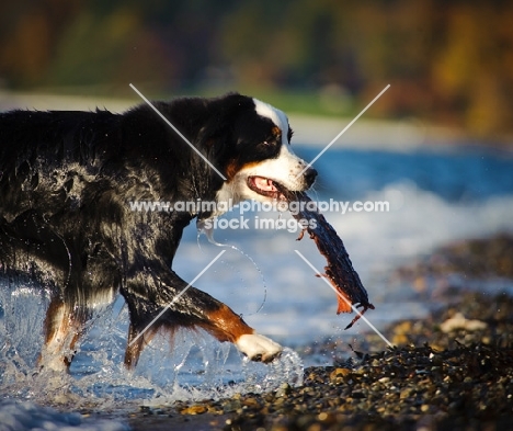 Bernese Mountain Dog retrieving log from water