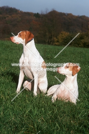 two rare Braque Saint Germain dogs, aka Saint Germain pointer