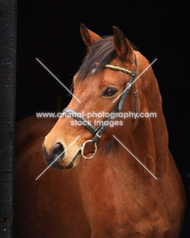 Trakehner portrait