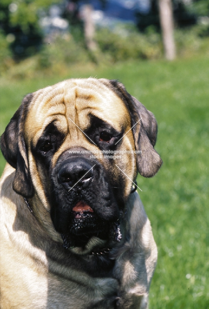 Mastiff portrait, outdoos