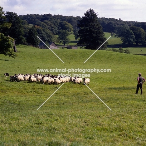 border collie returning flock of sheep to pasture after trials
 