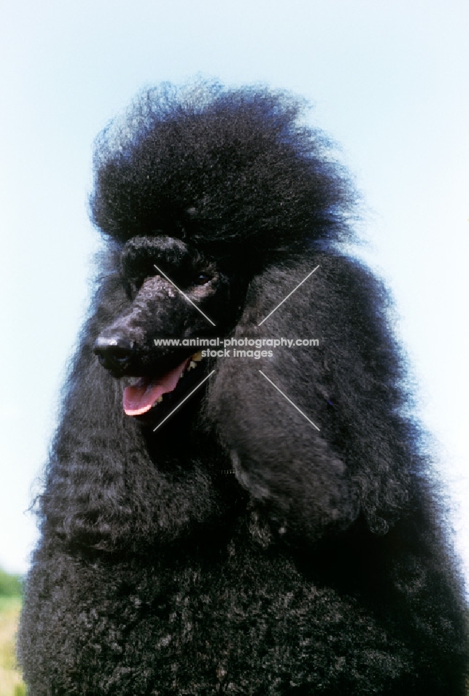 champion standard poodle portrait