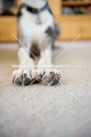 Close-up of Great Dane feet.