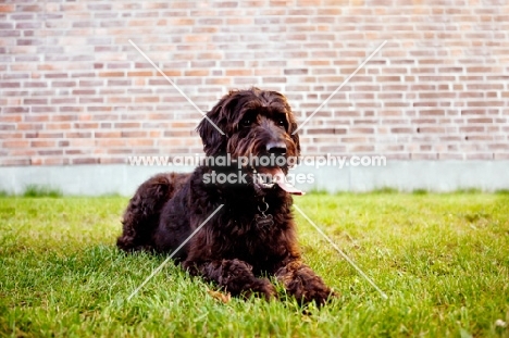 labradoodle lying down