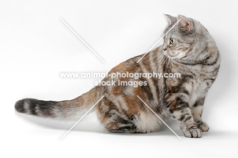 American Shorthair cat, Silver Classic Torbie colour, looking away