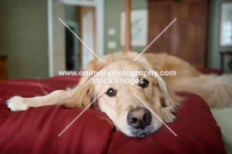 golden retriever lying with head down on red blanket
