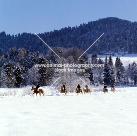 distant view of Haflingers and riders at Ebbs Austria