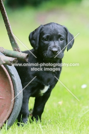 black Labrador puppy