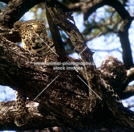 leopard lying on a branch in east africa