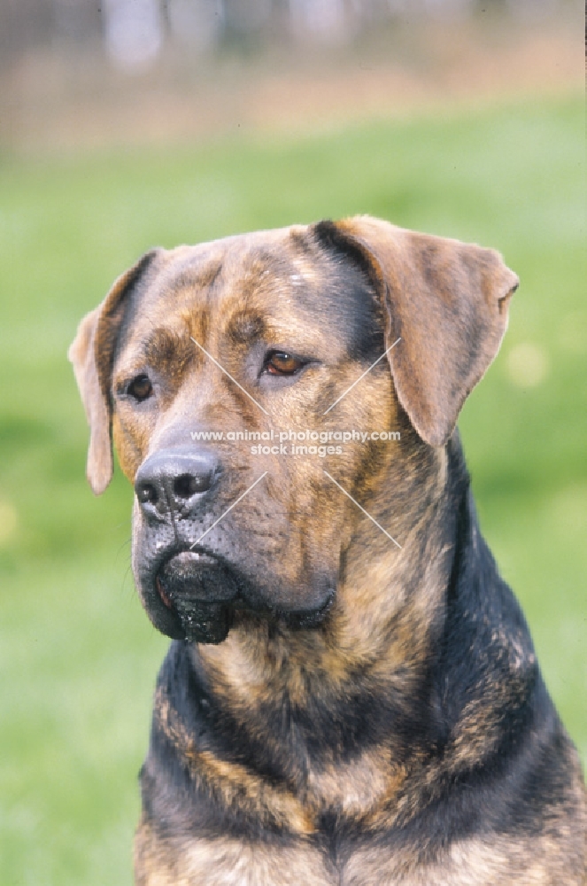 Antique mastiff, Antikdogge