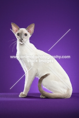 Siamese cat sitting down in studio