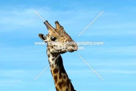 giraffe portrait