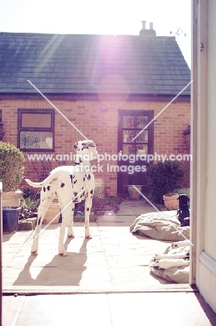 Dalmatian dog alert in back garden.