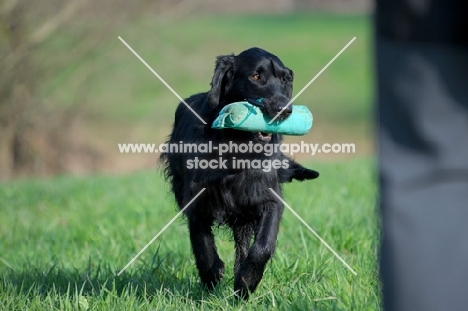 black Flat Coated Retriever with dummy