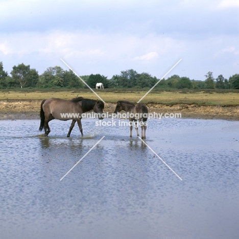 new forest mare and foal in a stretch of water in the new forest