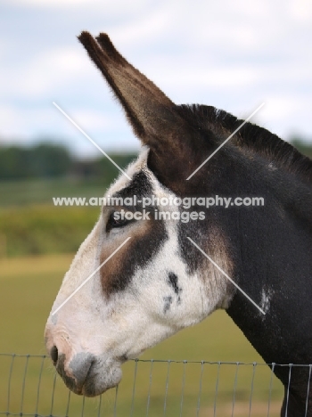 Donkey portrait