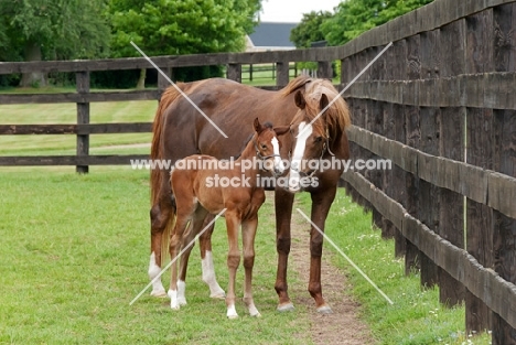 two thoroughbreds in green field