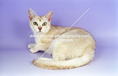 chocolate shaded Burmilla cat on purple background