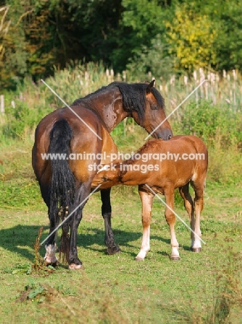 Welsh Cob (section d) foal drinking
