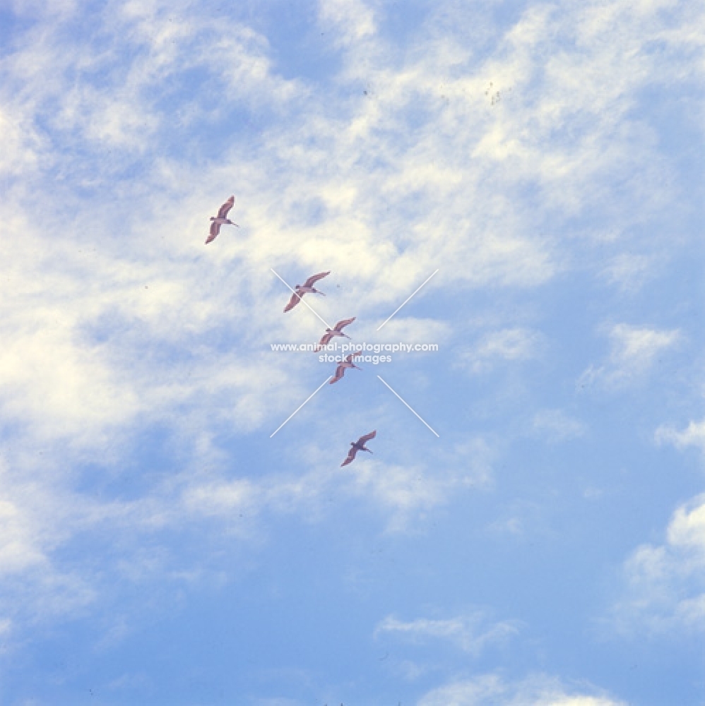 five brown pelicans flying high off south plazas island, galapagos islands