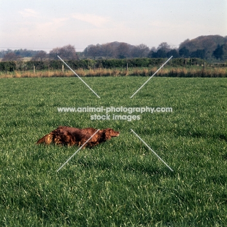 working type irish setter at trials scenting