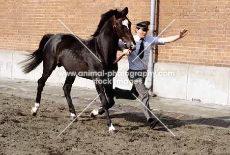 hanoverian stallion trotting in hand at celle