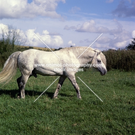 Connemara stallion walking 