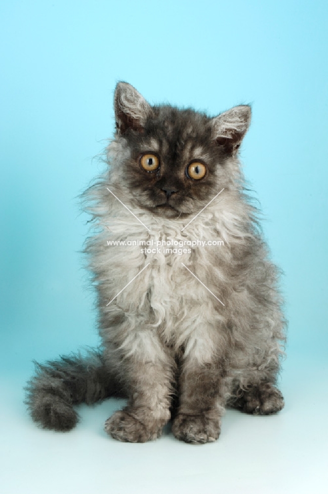 selkirk rex kitten on blue background