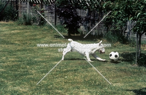 bull terrier playing with a ball in the garden