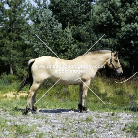 fjord pony mare in uk