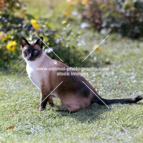 old style siamese cat with cross eyes,  seal point 