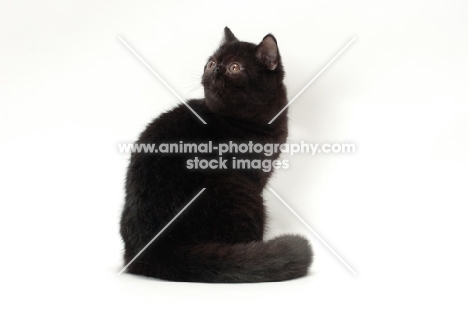 black Exotic Shorthair looking back