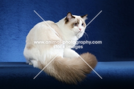 Ragdoll cat turning round