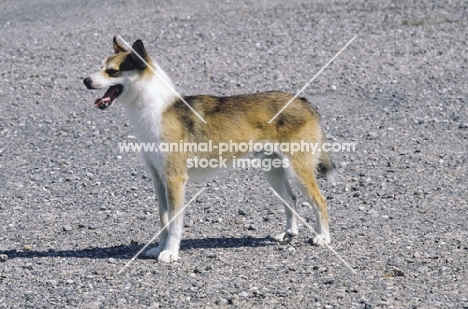 Norsk Lundehund standing on gravel