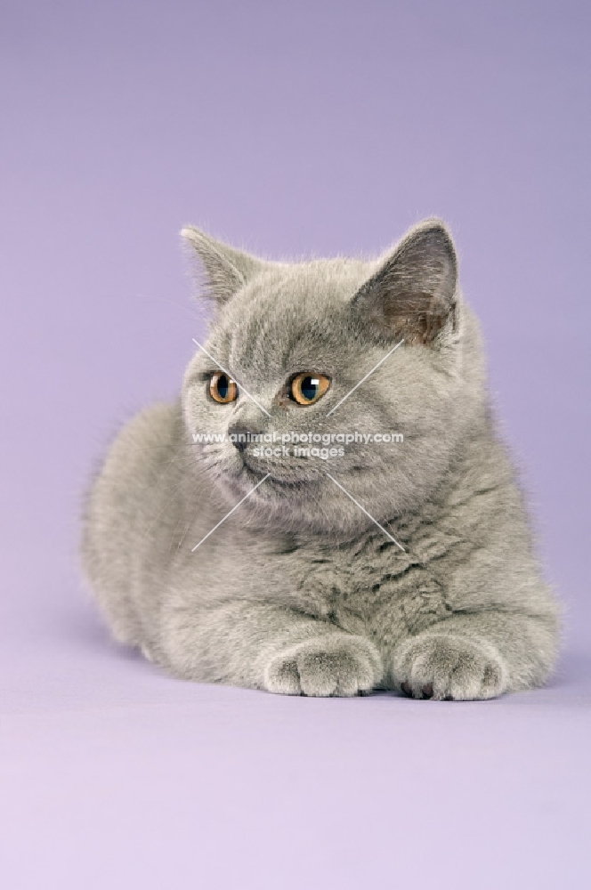 british shorthaired kitten lying on a purple background