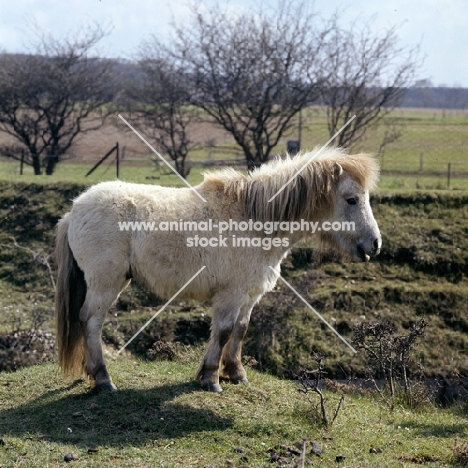 shaggy shetland pony 