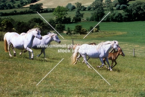 welsh mountain pony stallion with his mares and foals at pendock stud,