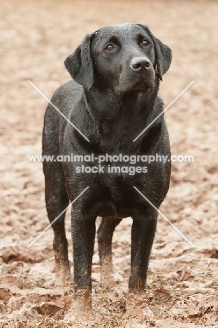 Labrador standing in mud