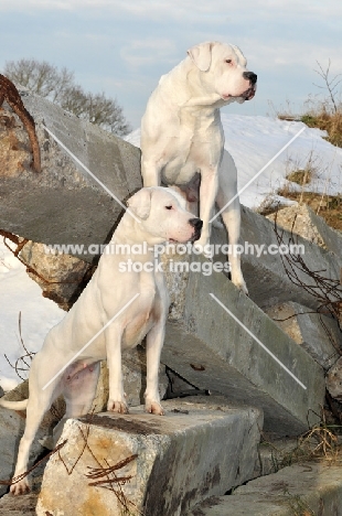 Dogo Argentinos on rocks