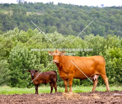 Red Angus Cow and her calf
standing looking at camera.